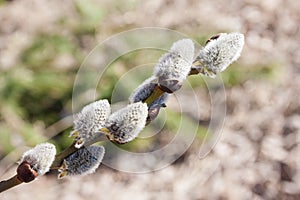 Sprig of blooming willow on a background of nature.