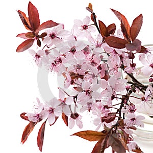 Sprig of blossoming cherry plums isolated on a white background. Sakura blossom