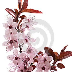 Sprig of blossoming cherry plums isolated on a white background. Sakura blossom