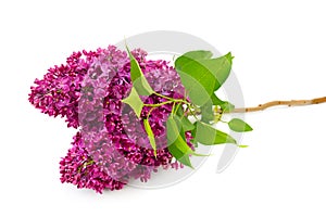 Sprig of blossoming lilac isolated on white