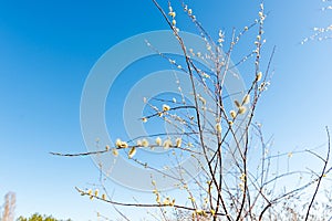 Sprig of blossoming willow against the blue sky in the spring for Easter.