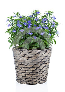 A sprig of blue lobelia in pot,