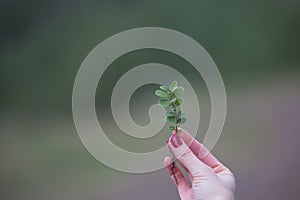 Sprig of blueberries in the fingers of the girl