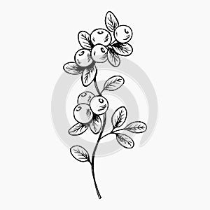 A sprig of blueberries with leaves. Forest berries hand drawn ink line art sketch for logo icons tattoo postcards posters. Stock