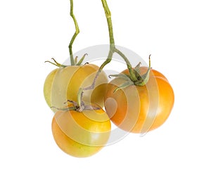 Sprig with brown unripe tomatoes on a white background, isolate, close-up. Photosynthesis