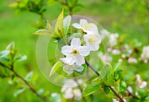 Sprig of cherry blossoms