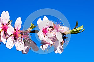 Sprig with cherry flowers on a background of blue sky in spring sunny day