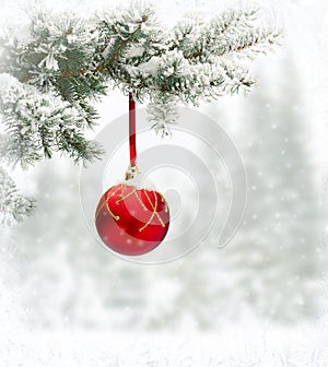 Sprig of christmas tree spruce Picea pungens with of hanging ball covered hoarfrost and in snow in of winter fir forest