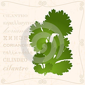 Sprig of cilantro in vintage style photo