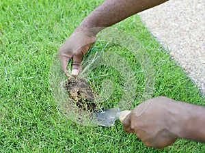 A sprig of crabgrass being dug up