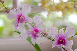 A sprig of Dendrobium orchid has a nobile type with purple and white flowers