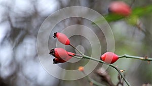 Sprig of dog-rose fluttered in the wind