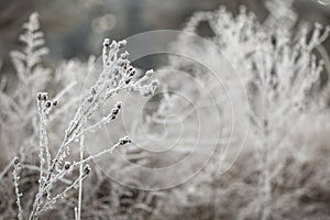 Sprig of dried plants in frost