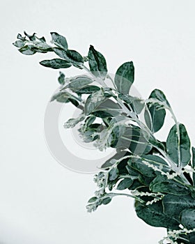 a sprig of eucalyptus is a refreshing green plant to beautify the room photo