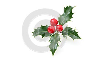 Sprig of European holly