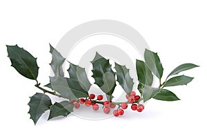 The sprig of European holly (Ilex aquifolium) photo