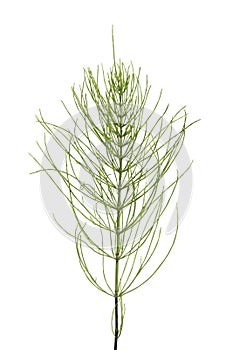 Sprig of field horsetail