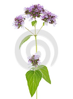 Sprig of flowering  Oregano Origanum vulgare isolated on a white background. Selective focus