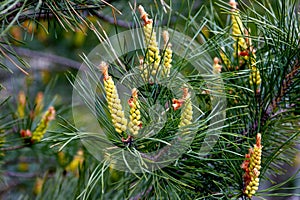 sprig of flowering pine on a green background