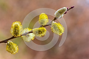 Sprig of flowering willow on a natural background