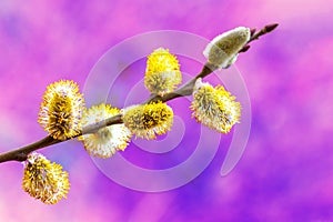 Sprig of flowering willow on a purple background
