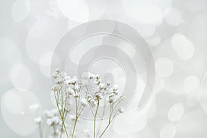 Sprig of flowers gypsophila. romantic card.