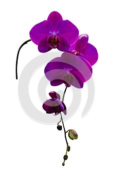 Sprig of flowers of purple orchid isolated on white background