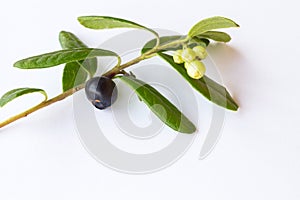 Sprig forest blueberries on white background