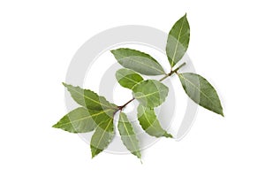 Sprig of fresh bay leaves