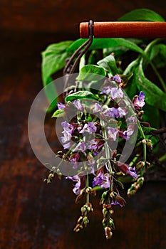 Sprig of fresh flowering sage
