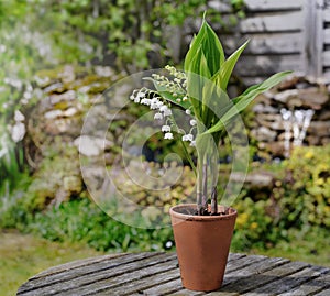 sprig of fresh lily of valley blooming in a potted on a table in a garden