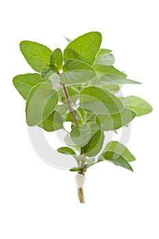 Sprig of fresh Oregano