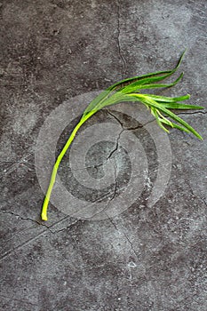 Sprig of fresh tarragon on white isolated background. Side view. .fresh tarragon herb