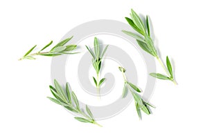 Sprig of fresh thyme isolated on a white background