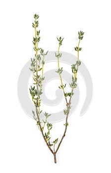 Sprig of fresh thyme isolated on white background. Top view