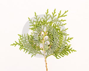 Sprig of green arborvitae