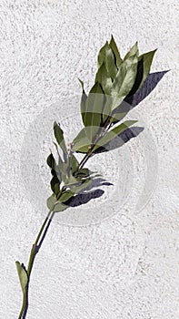 Sprig of green bay leaf isolated on white stone background. Laurel leaves - aromatic condiment and natural kitchen spice