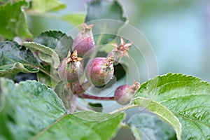 A sprig of green little apples.