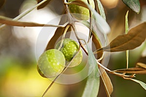 Sprig with green olives, shallow focus