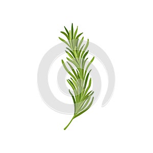 Sprig of green rosemary. Fresh herb used in culinary. Organic ingredient for flavoring dishes. Flat vector design photo