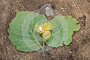 Sprig with Hazelnut nut to lie on the cut tree