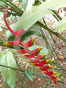 a sprig of heliconia rostrata or false bird of paradise