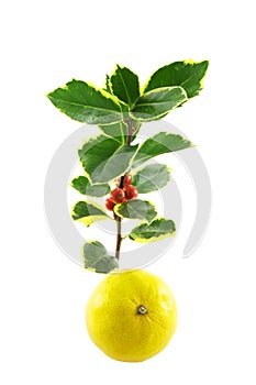 Sprig of Holly and Satsuma