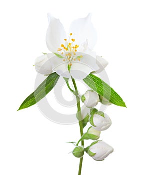 Sprig with Jasmine flower Philadelphus, green leaves and buds isolated on white background. Selective focus