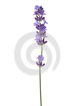 Sprig of lavender isolated on white background