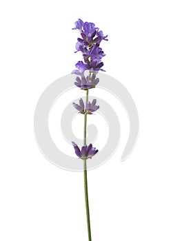 Sprig of lavender isolated on white background