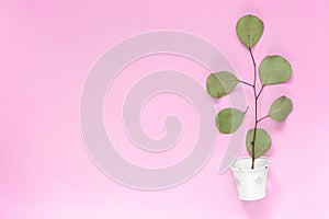 Sprig with leaves in a white bucket on a plain pink background with an area for text copyspace, topview, mockup, flatlay