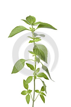Sprig of lemon basil