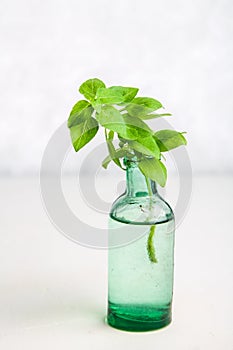 A sprig of lemon basil in an old bottle on a light background.