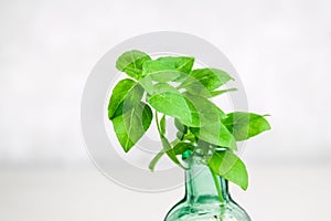A sprig of lemon basil in an old bottle on a light background.